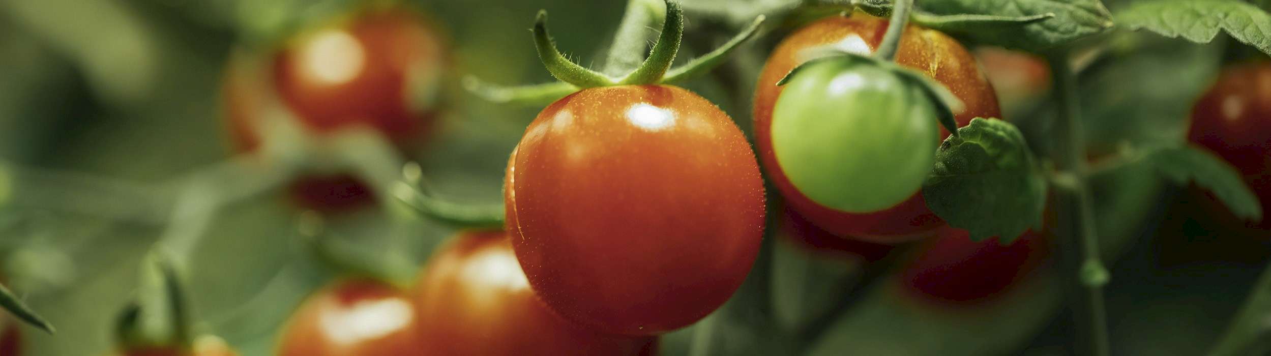 Mit dem 'Terra BF' eine optimale Tomatenernte erzielen | ©nikkytok - stock.adobe.com