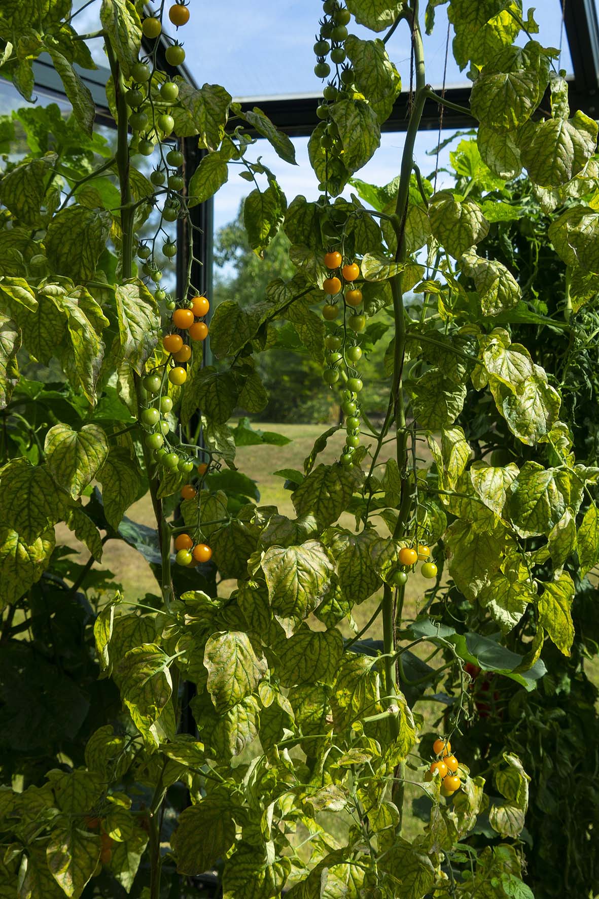 Die zukünftige Tomatenernte im sonnendurchfluteten Gewächshaus