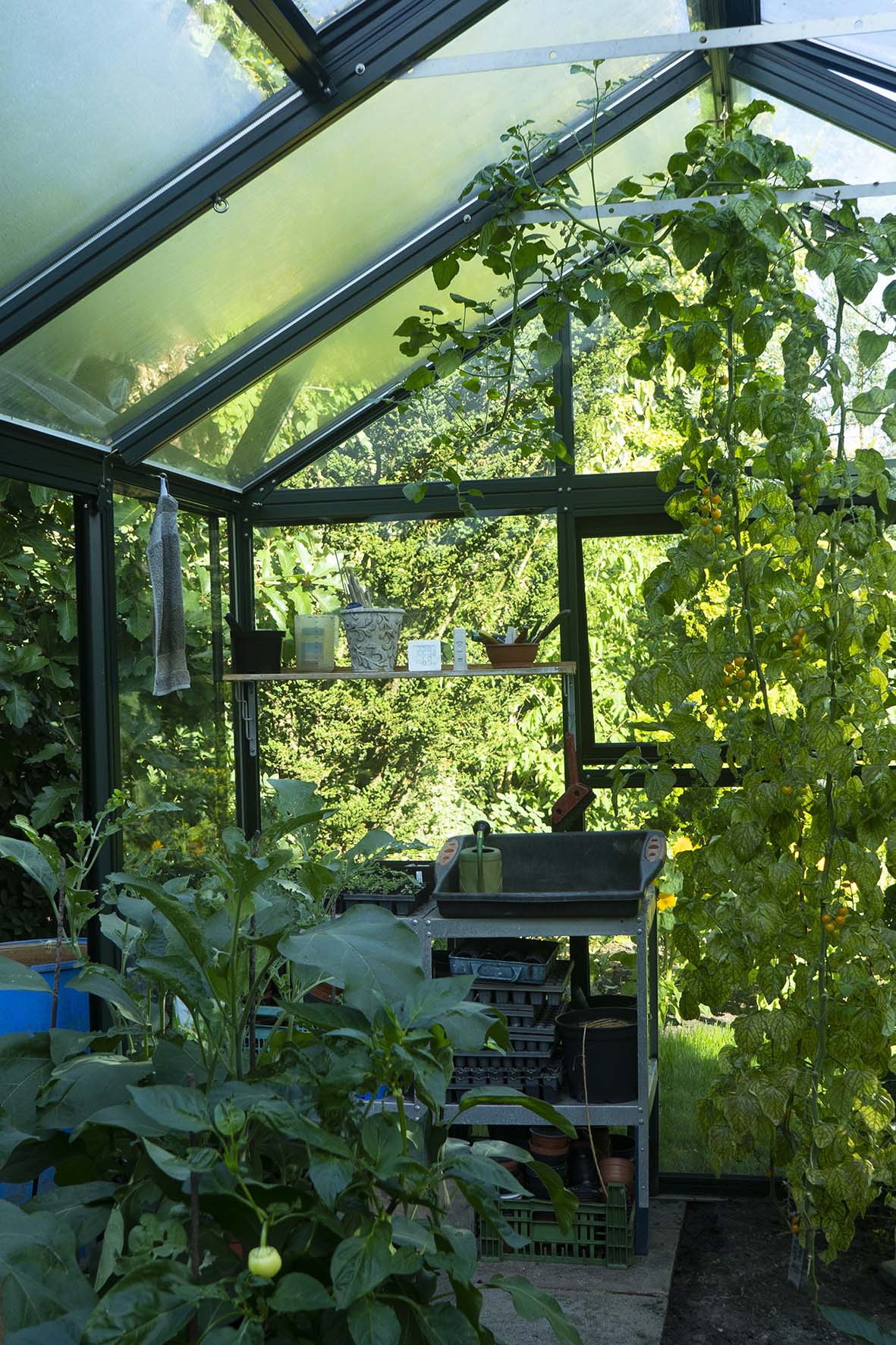 Viel Platz für Tomatenpflanzen im bio-varis Gewächshaus