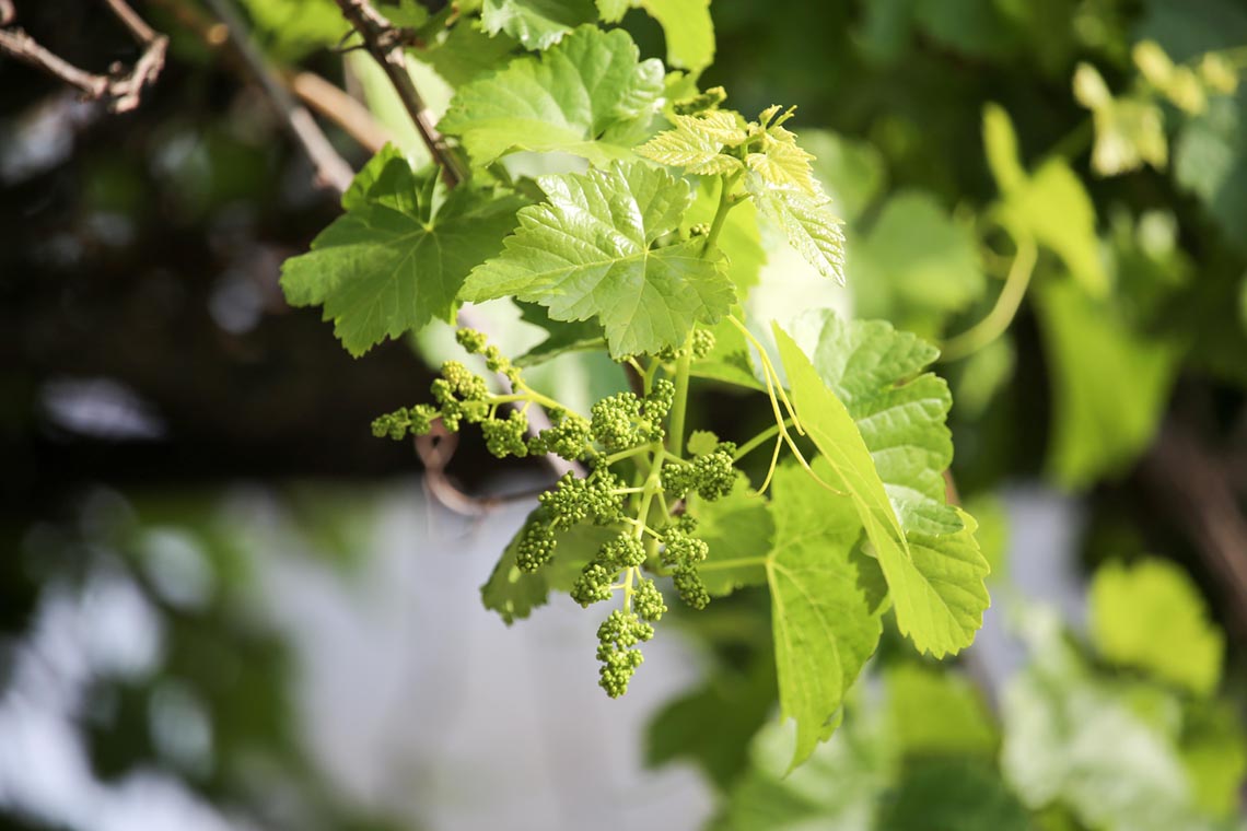 Eine schnelle, natürliche Gewächshausbeschattung bilden Weinranken 