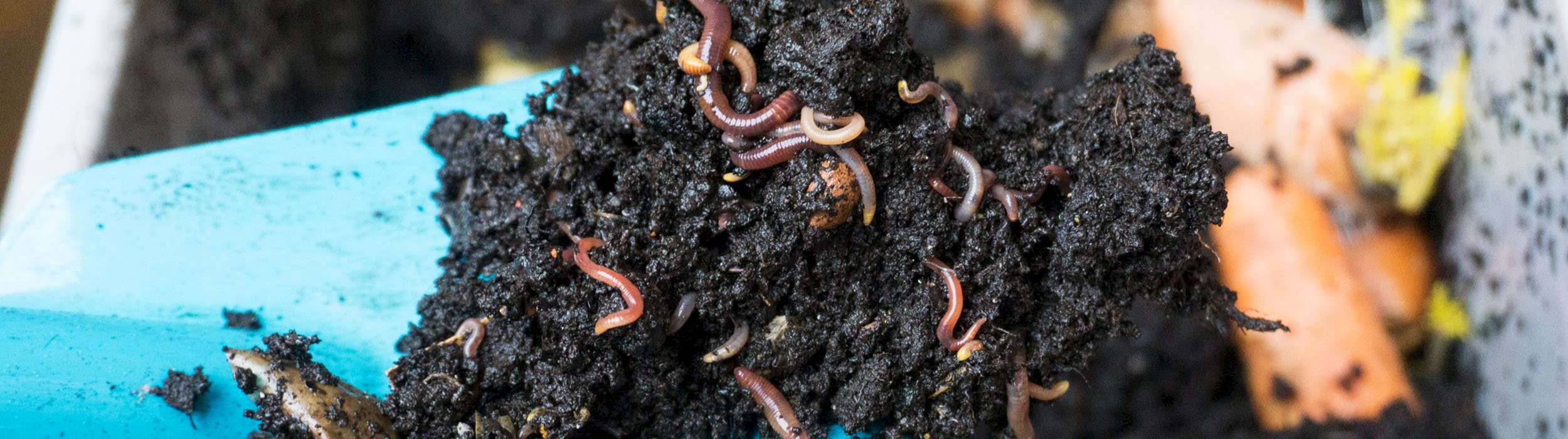 Erde mit Würmern aus der Wurmkiste