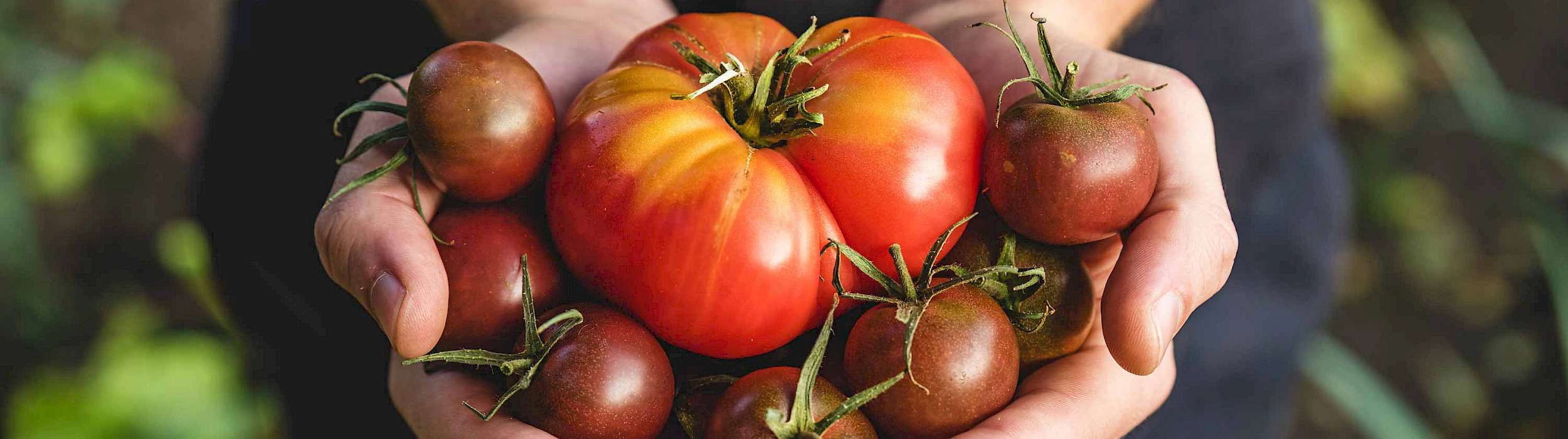 Hände mit reicher Tomatenernte