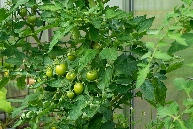Tomatenstrauch mit gesunden Blättern
