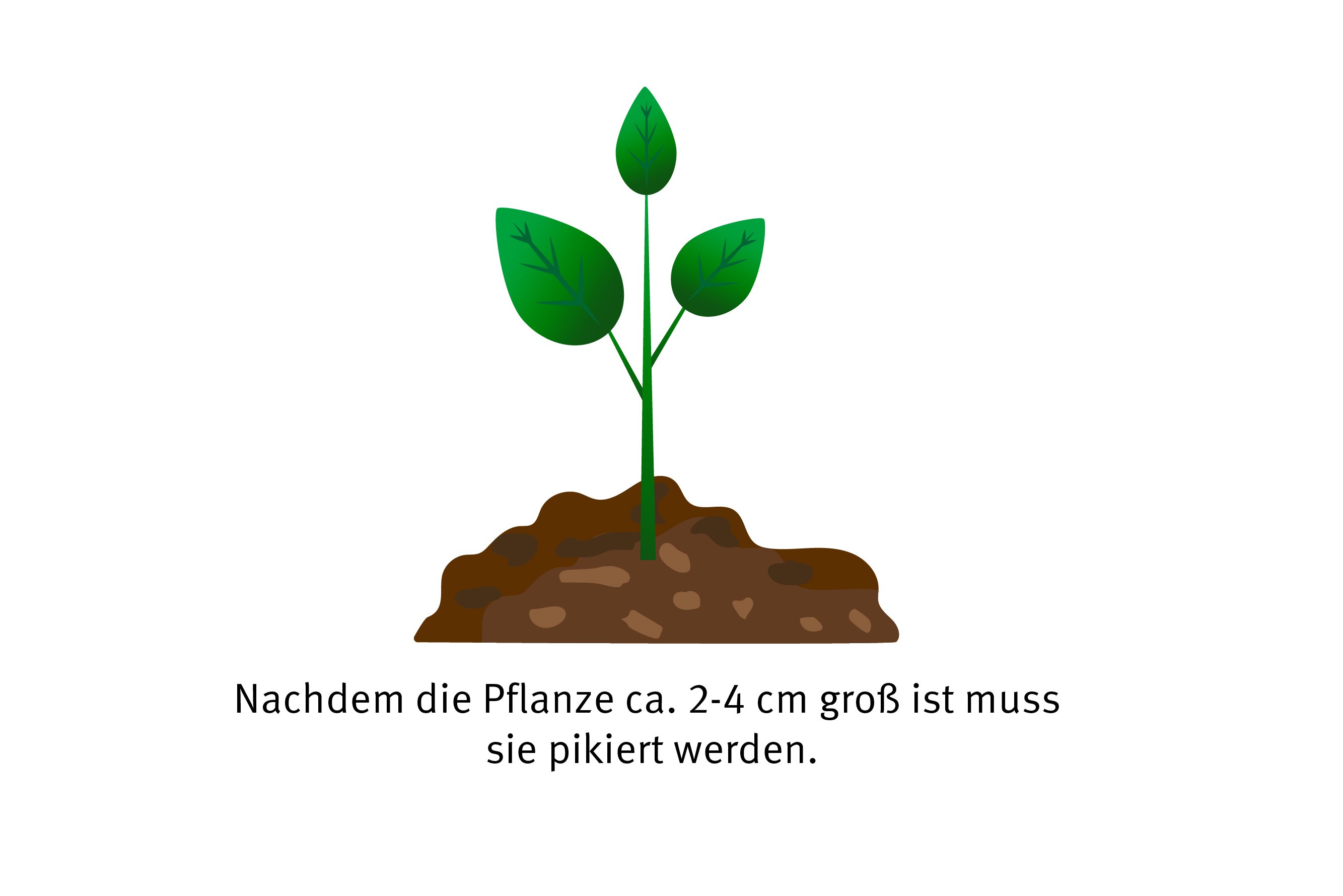 Wachstumsstadium 2: Entwicklung der Pflanze