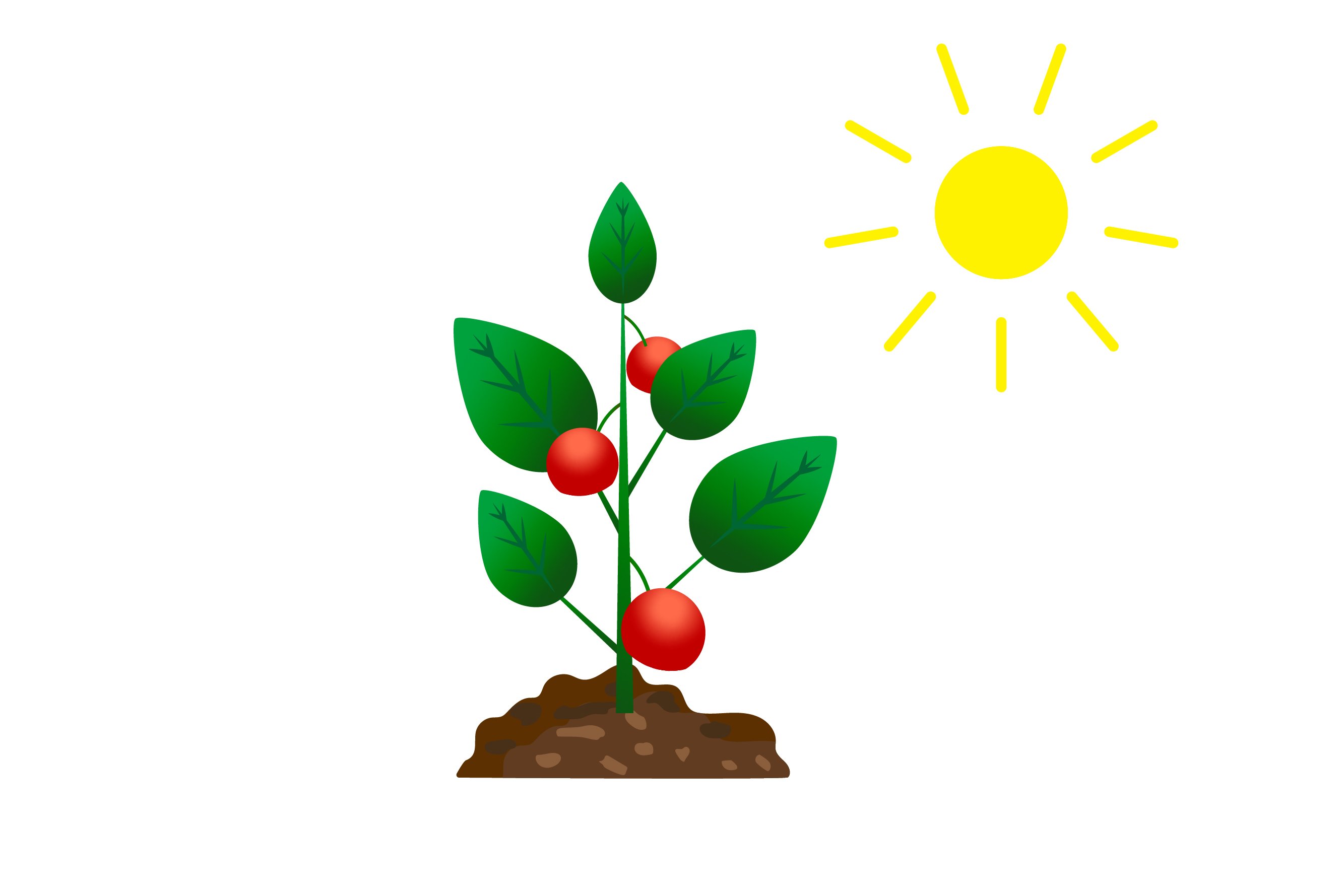Tomatenpflanzen benötigen viel Sonne und trockene Luft
