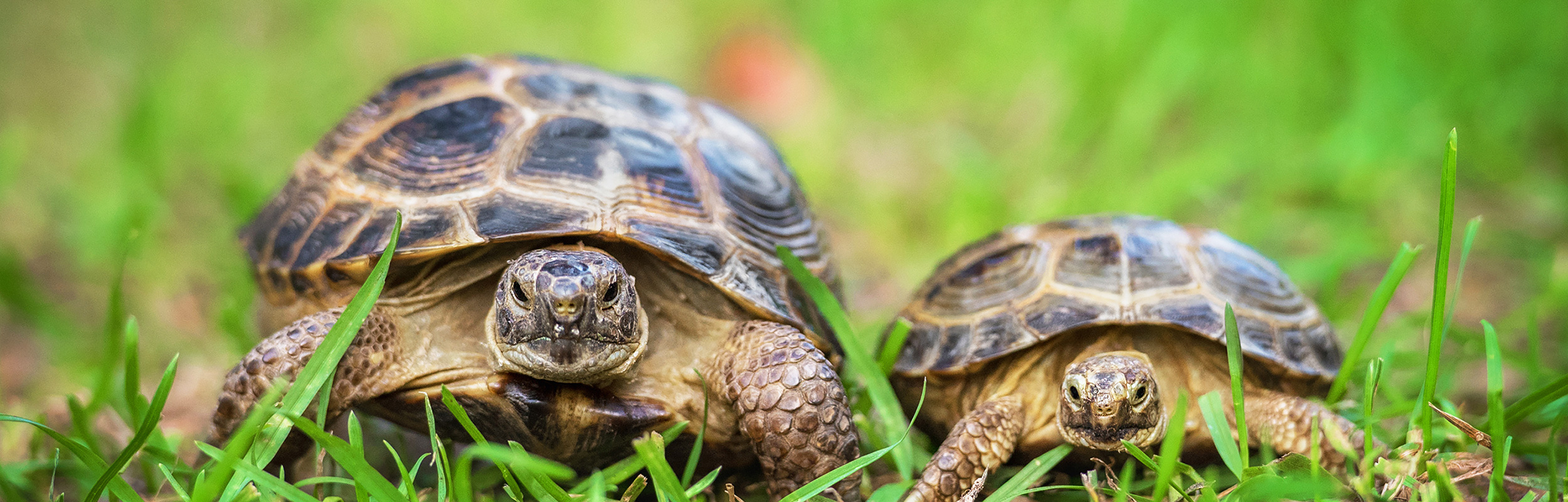 Schildkröten auf Rasen im Garten