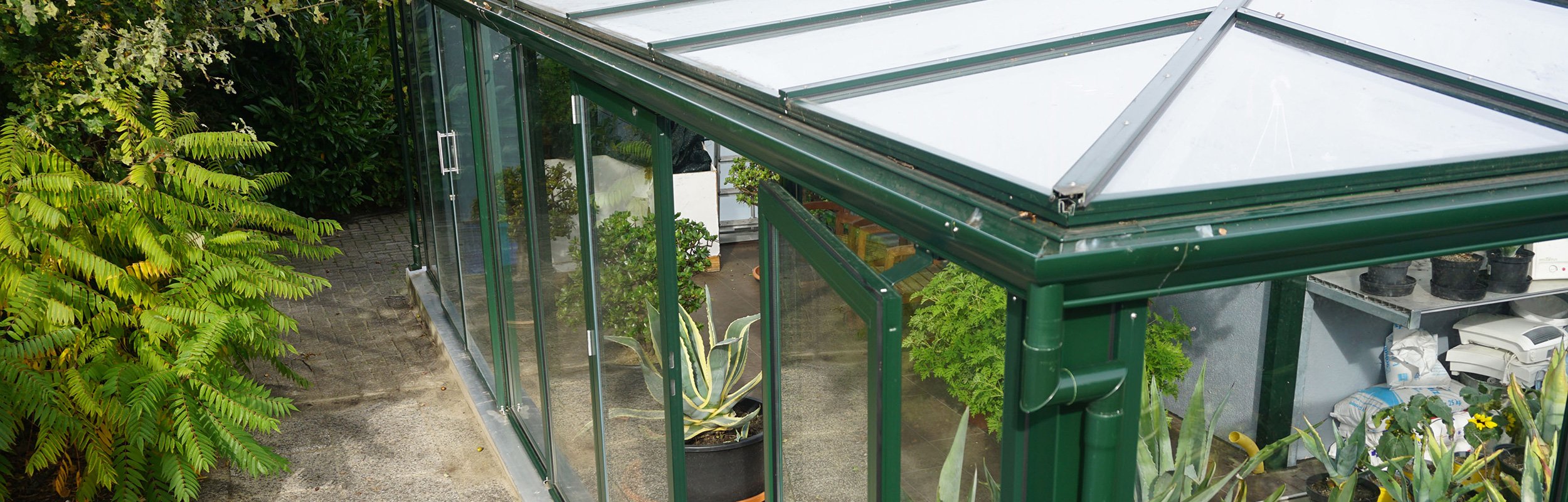 lean-to greenhouse Viola
