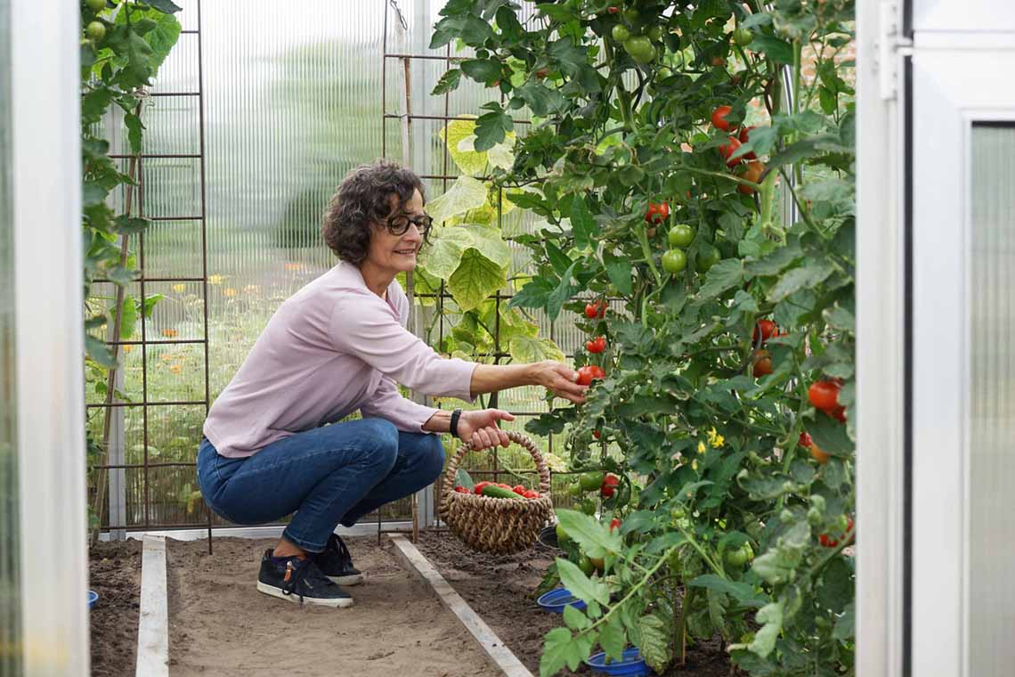 Durch den Schutz und dem treibhausähnlichen Klima profitieren Sie von einer guten Tomatenernte.