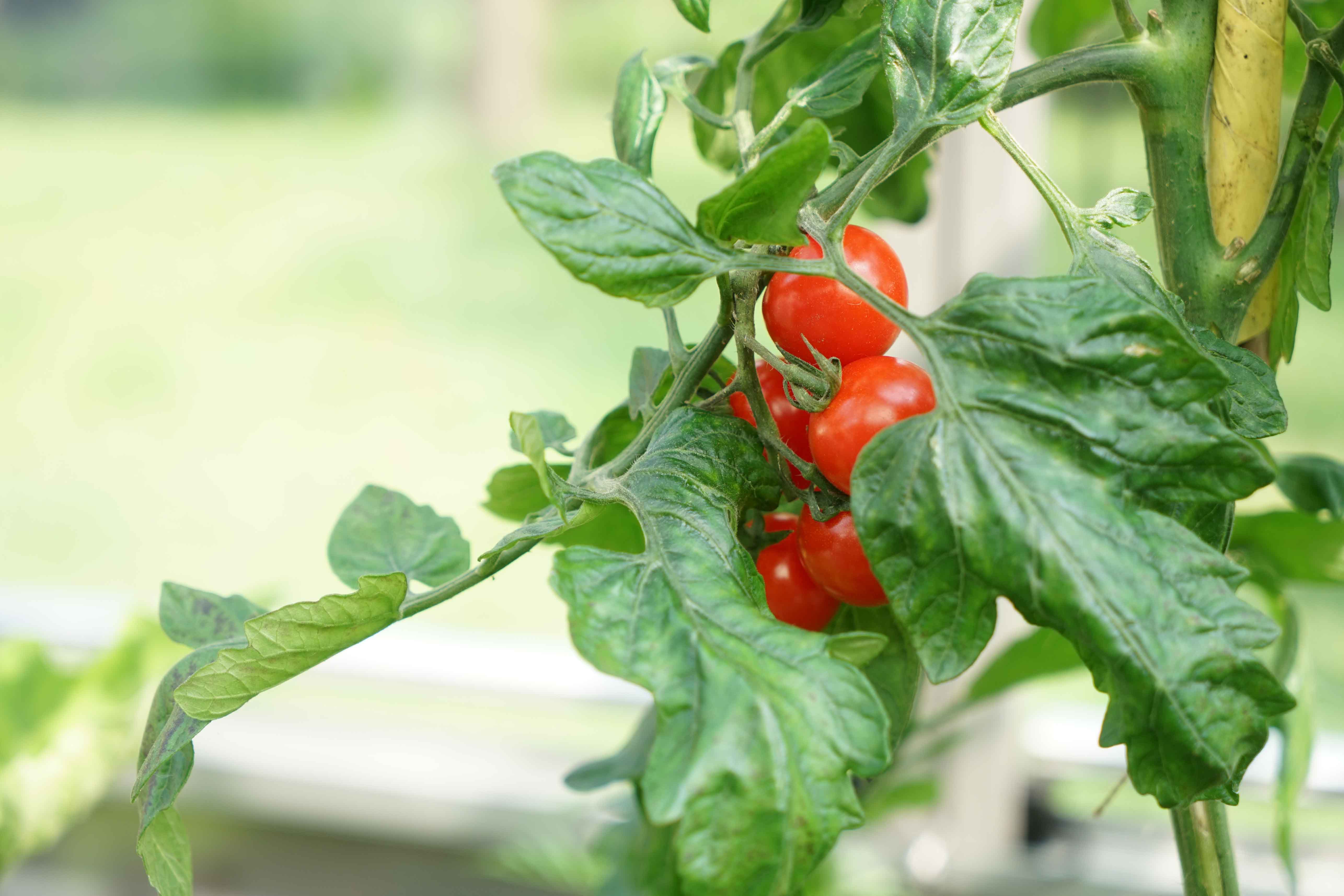 Frische Ernte im Tomatenhaus Terra von Hoklartherm
