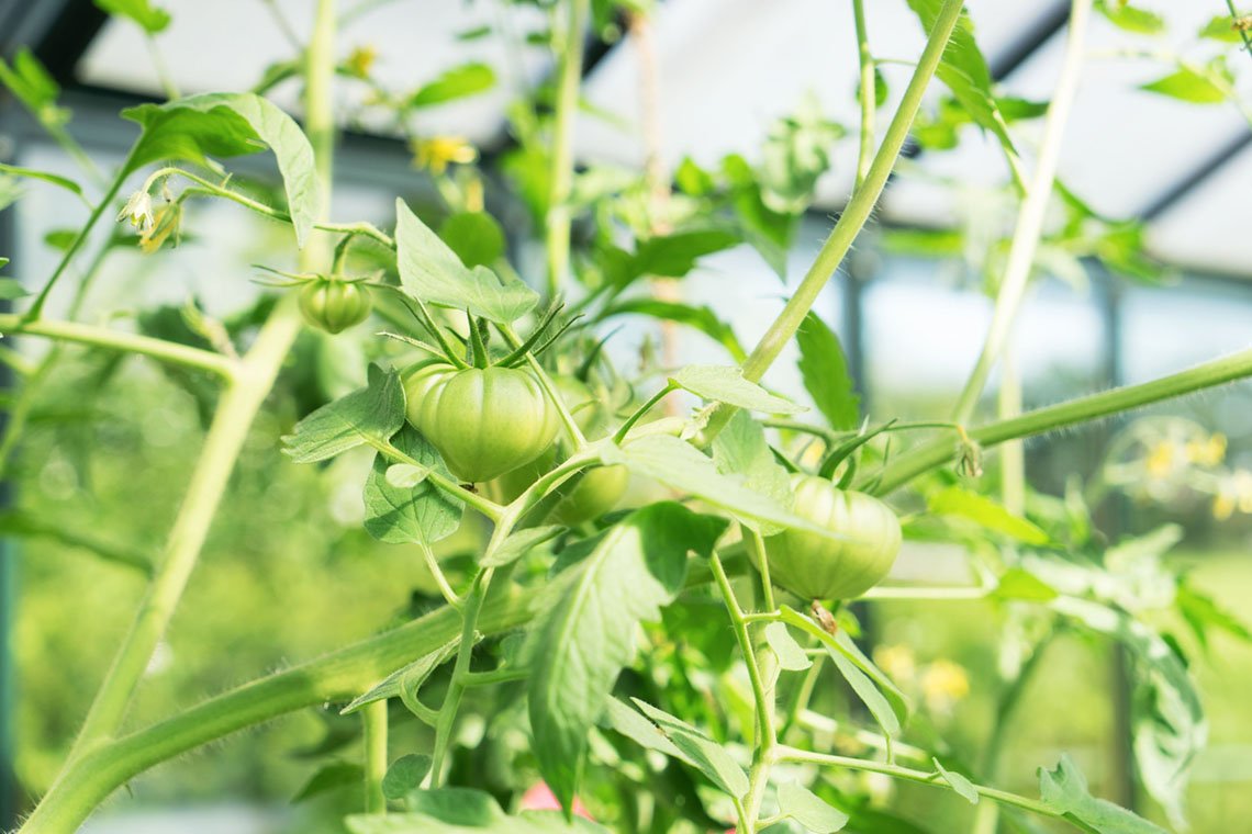 An einem heißen und sonnigen lassen sich Tomaten ganz einfach anpflanzen
