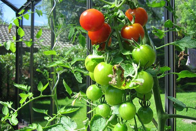 Grüne und Rote Tomaten im Gewächshaus