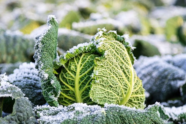 Der Wirsingkohl ist zwar sehr frostunempfindlich, doch auch gefrorener Boden sollte vermieden werden. 