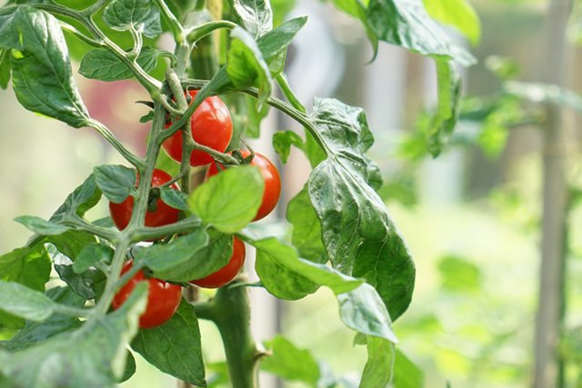 Die Tomate vertreibt Möhrenfliegen