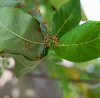 Ameisen auf einer Pflanze