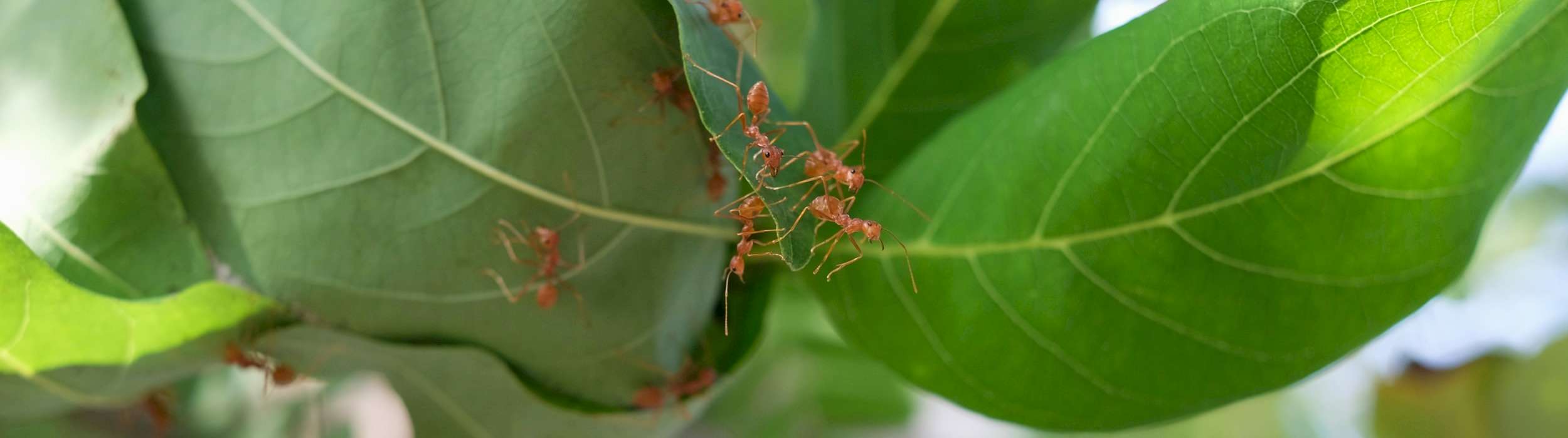 Ameisen auf einer Pflanze | wachira - stock.adobe.com