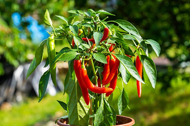 Chili Pflanze: Ein sonniger und warmer Standort ist wichtig 
