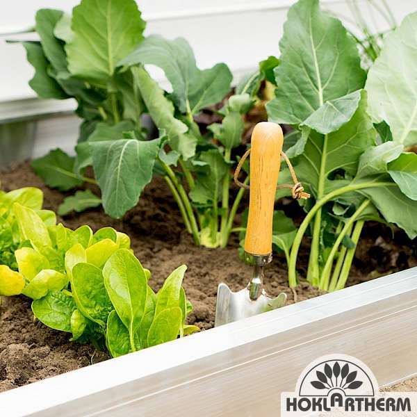 Different types of vegetables in the cold frame Rudi