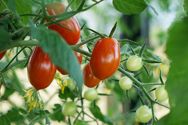 Tomaten lieben einen sonnigen Standort.