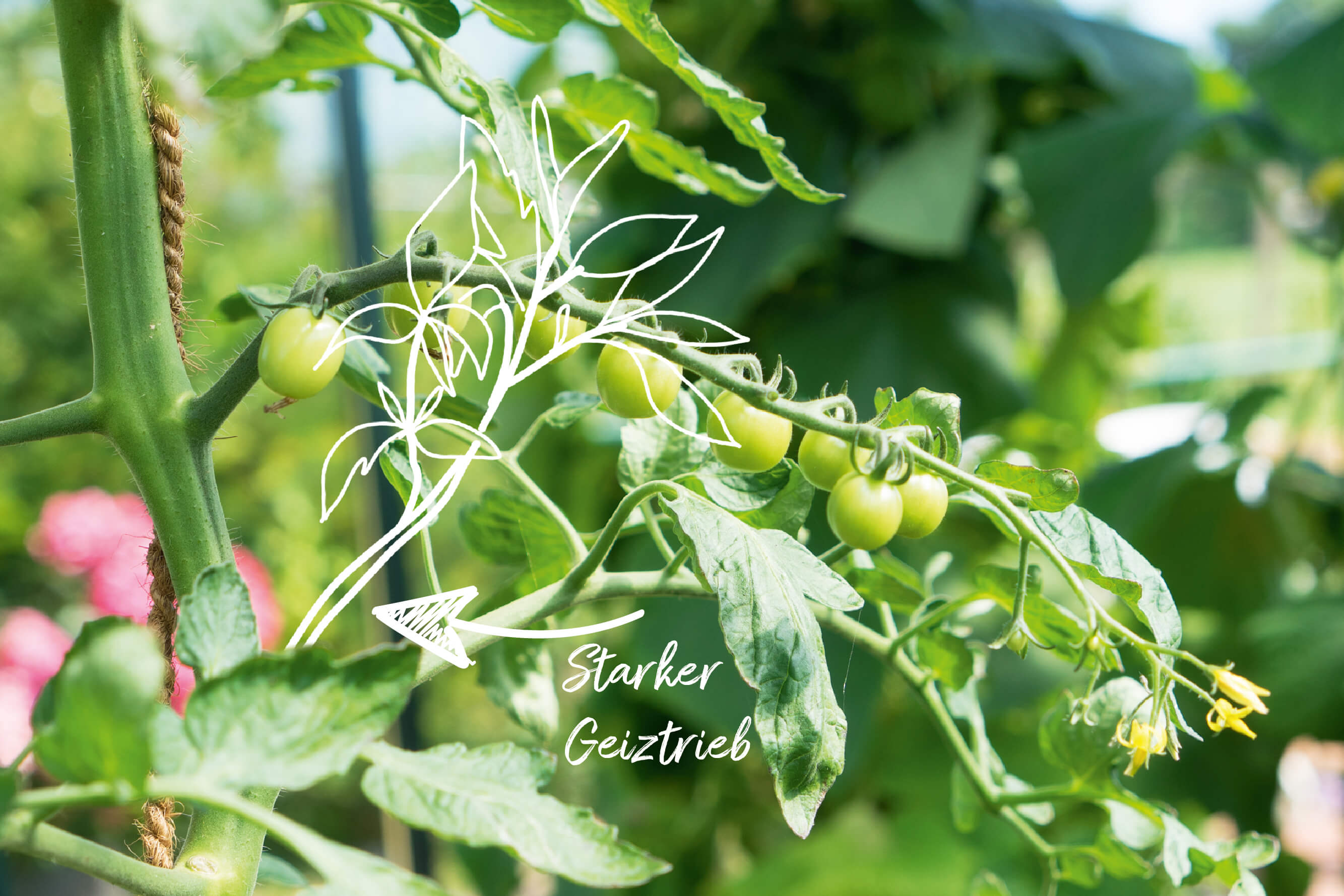 Die Geiztriebe bei der Tomatenpflanze sind leicht erkennbar