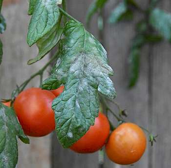 Tomaten pflegen im Gewächshaus