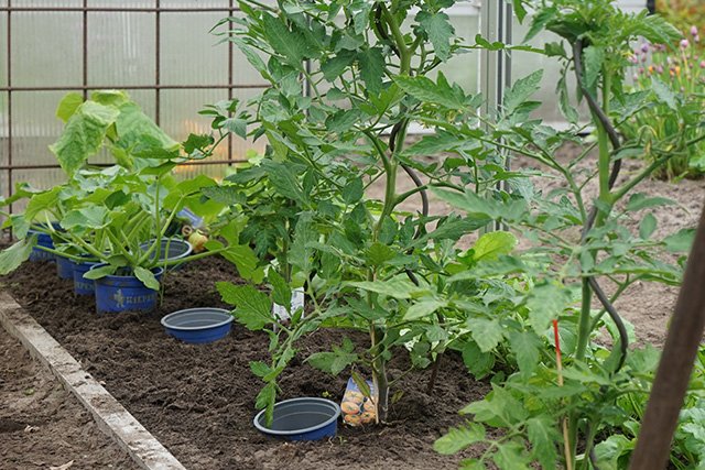 Tomaten im Gewächshaus pflanzen